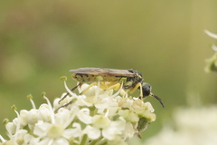 Tenthredininae