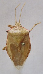 Chlorocoris