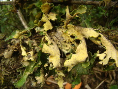 Crocodia