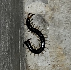 Scolopendra
