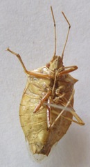 Chlorocoris
