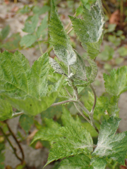 Podosphaera macularis