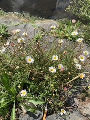 Erigeron karvinskianus