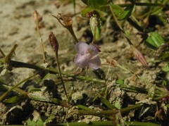 Lindernia procumbens