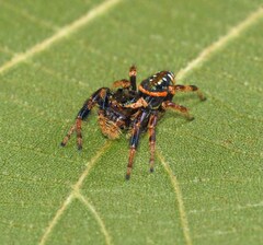 Paraphidippus aurantius