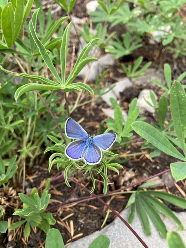 Anna's Blue photo 3