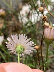 Erigeron karvinskianus