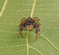 Paraphidippus aurantius