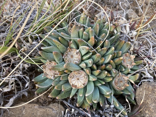 Mesembryanthemum albipunctum var. major Haw. 2