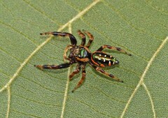 Paraphidippus aurantius