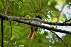 Terpsiphone paradisi