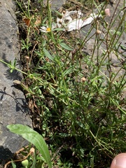 Erigeron karvinskianus