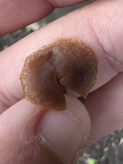 Tubaria furfuracea