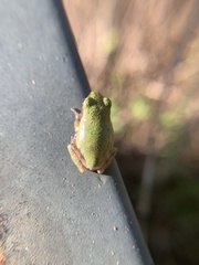 Hyla