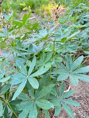 Lupinus latifolius