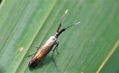 Coleophora deauratella