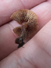 Tubaria furfuracea