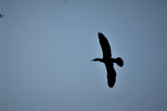 Phalacrocorax fuscicollis