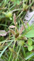 Cyperus bipartitus