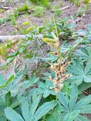 Lupinus latifolius
