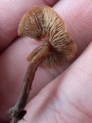 Tubaria furfuracea