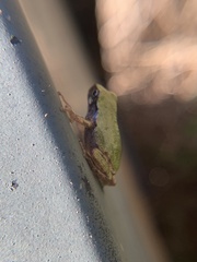 Hyla