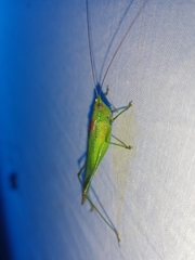 Conocephalus