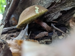 Boletellus chrysenteroides