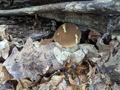 Boletellus chrysenteroides