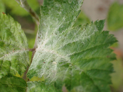 Podosphaera macularis