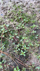 Ludwigia palustris