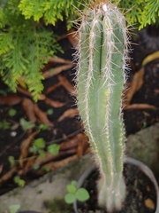 Cereeae