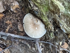Pluteus longistriatus