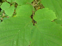 Hamamelis virginiana
