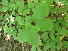 Hamamelis virginiana