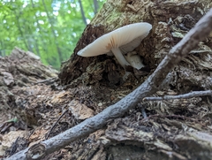 Pluteus longistriatus