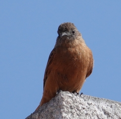 Hirundinea ferruginea