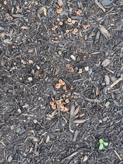 Tubaria furfuracea