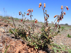 Hermannia cuneifolia