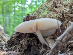 Pluteus longistriatus
