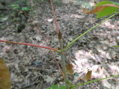 Aesculus glabra
