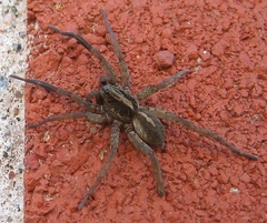 Trochosa