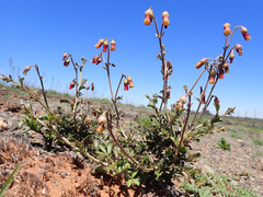 Hermannia cuneifolia