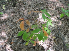 Aesculus glabra