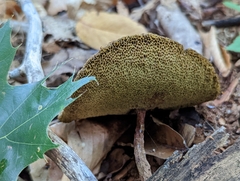 Boletellus chrysenteroides