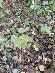 Aegopodium
