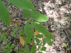 Aesculus glabra