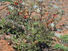 Hermannia cuneifolia