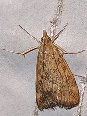 Pyraustini