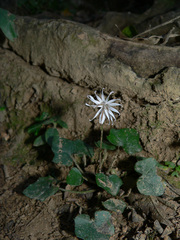 Ainsliaea macroclinidioides